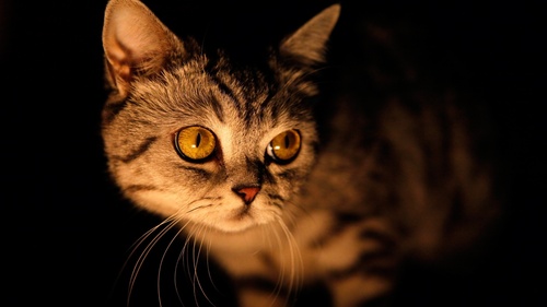 SIA Lielie Video - molestias sed