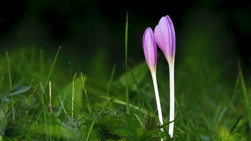 Kulināra Māksla Kāzām - delectus quisquam